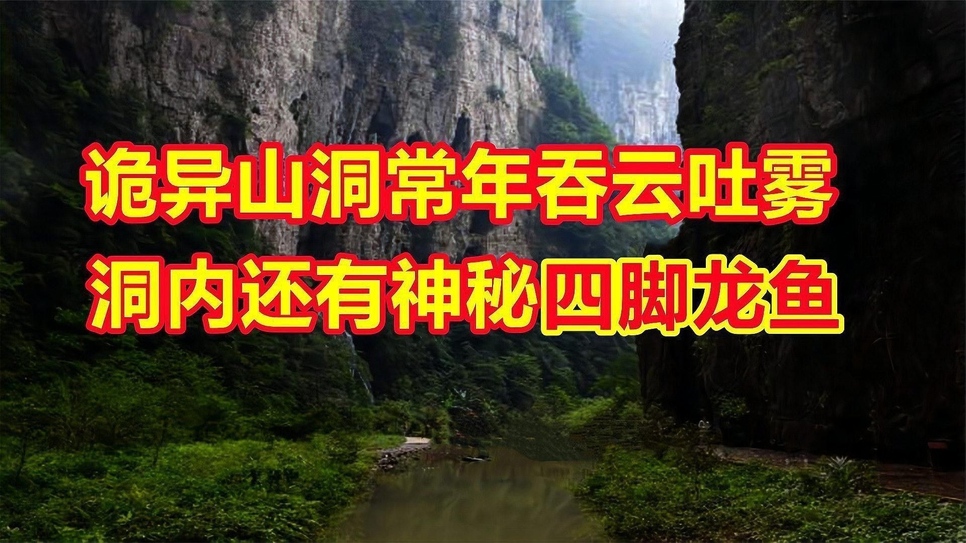 六角海龍和四角龍魚哪個更稀有？