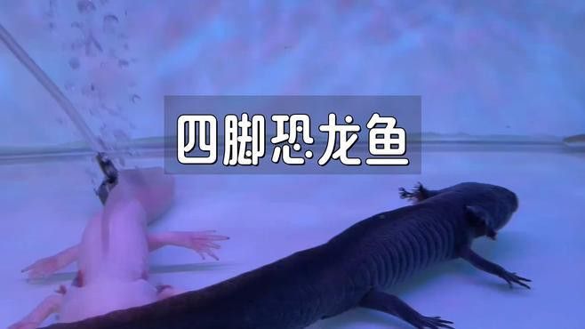 六角海龍和四角龍魚哪個更稀有？