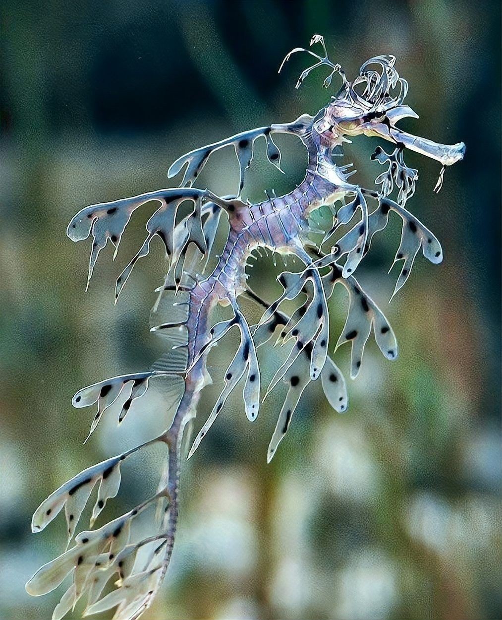 六角海龍和四角龍魚哪個更稀有？