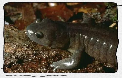 六角海龍和四角龍魚哪個更稀有？