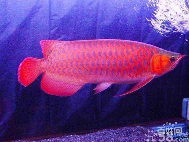 紅龍魚眼睛里有白色物體怎么回事兒圖片大全圖解（紅龍魚眼睛外有白點(diǎn)莫怎么辦）