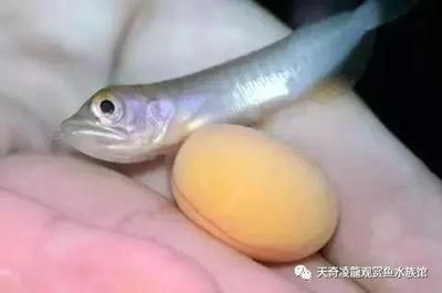 龍魚吃小魚是否會擔心魚刺（龍魚吃小魚時不擔心里面的魚刺嗎？）