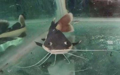 龍魚吃小魚是否會擔心魚刺（龍魚吃小魚時不擔心里面的魚刺嗎？）
