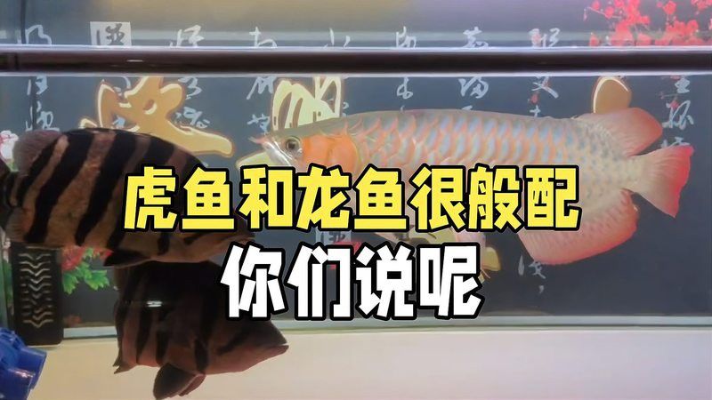一條龍魚配幾條虎魚合適圖片視頻大全