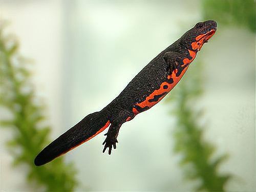 如何布置小火龍魚的魚缸？