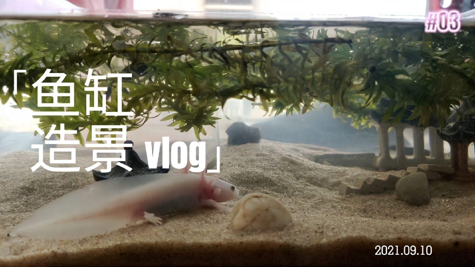如何布置小火龍魚的魚缸？
