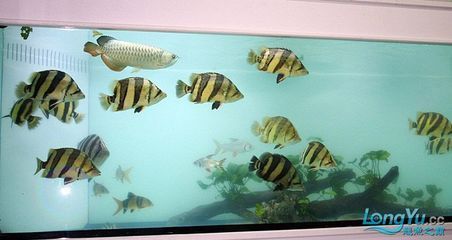 龍魚魚缸濾材多久更換一次：龍魚魚缸水質檢測方法