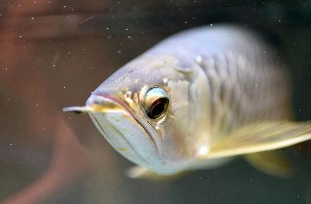 龍魚掉眼怎么看好壞圖解