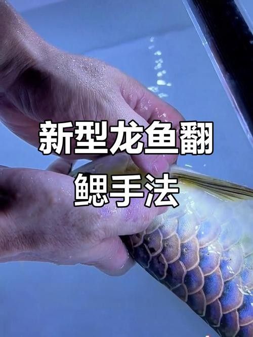 龍魚掉眼怎么看好壞圖解