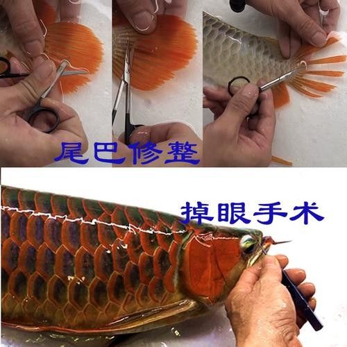 龍魚掉眼怎么看好壞圖解