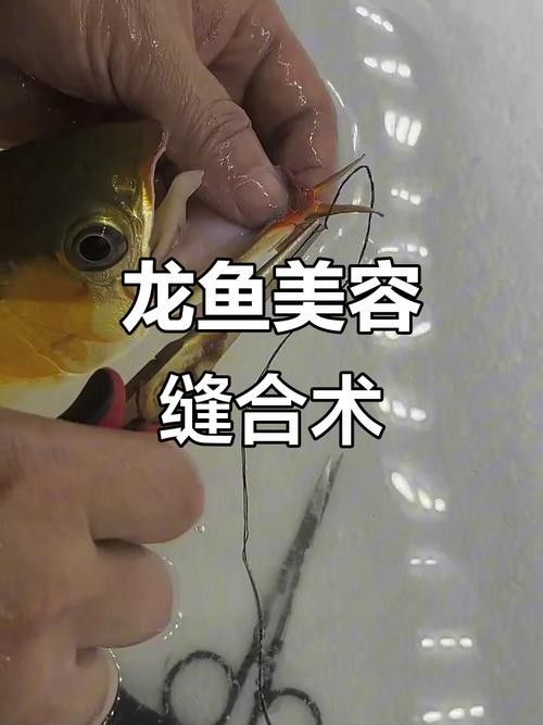龍魚掉眼怎么看好壞圖解
