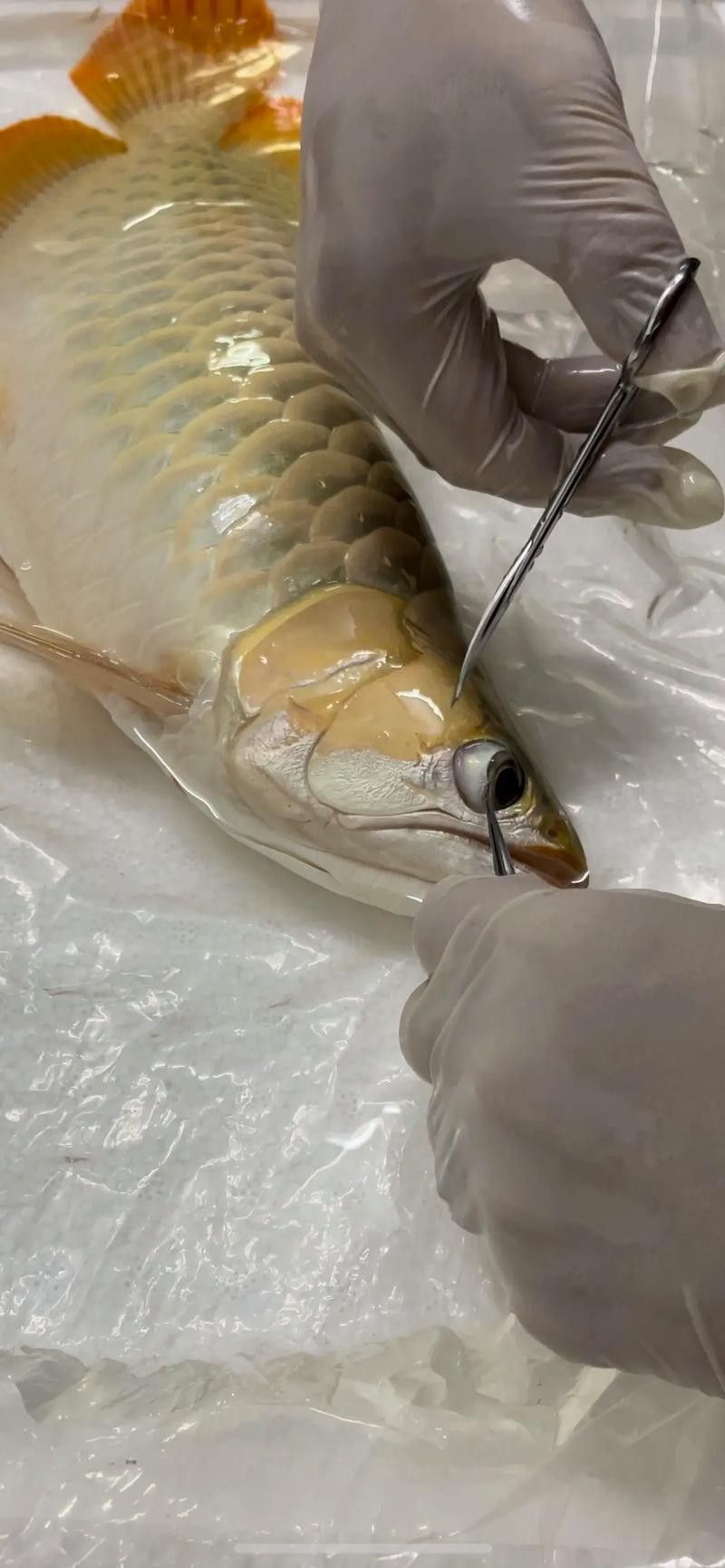 龍魚掉眼怎么看好壞圖解