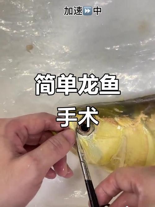 龍魚掉眼怎么看好壞圖解