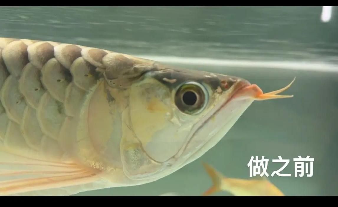 龍魚掉眼怎么看好壞圖解