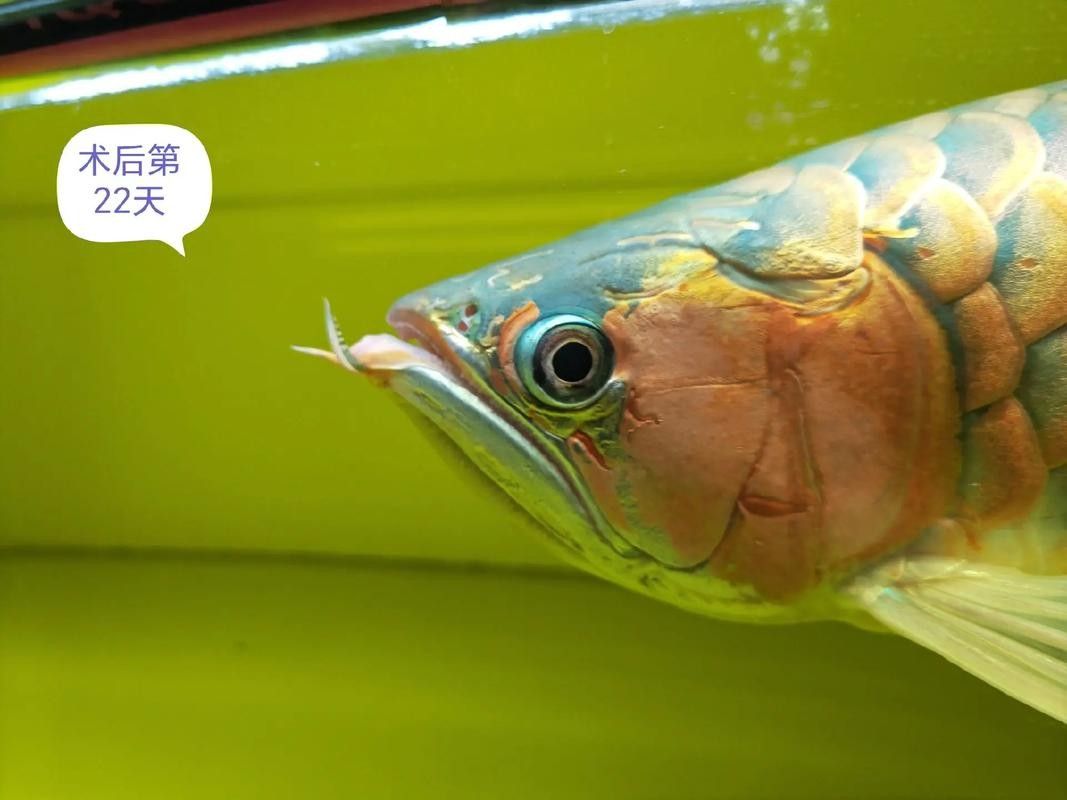 龍魚掉眼怎么看好壞圖解