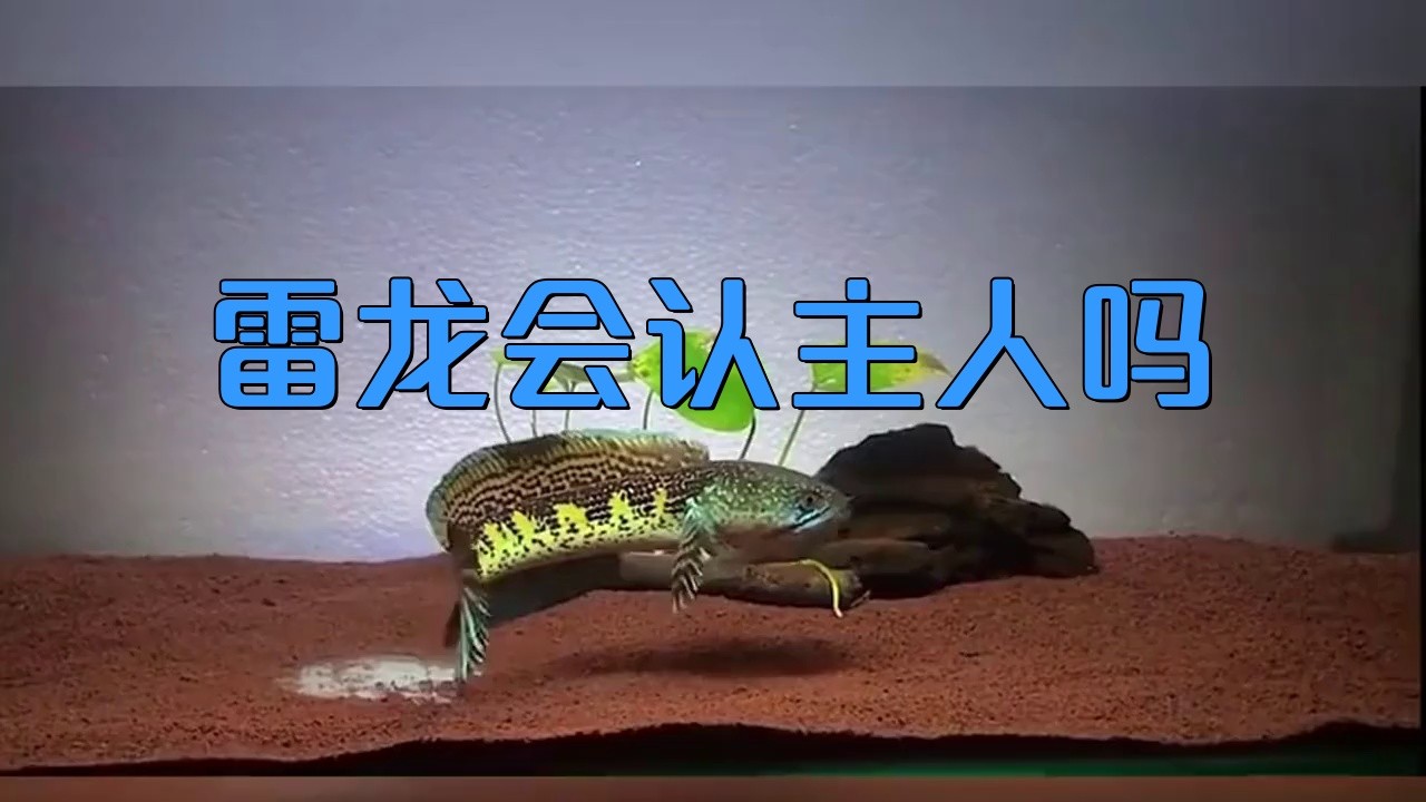 龍魚認(rèn)主后會有哪些表現(xiàn)？