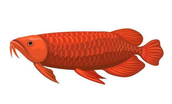 大紅龍魚圖片高清壁紙可愛動漫 大紅龍魚圖片高清壁紙可愛動漫 龍魚百科 第3張