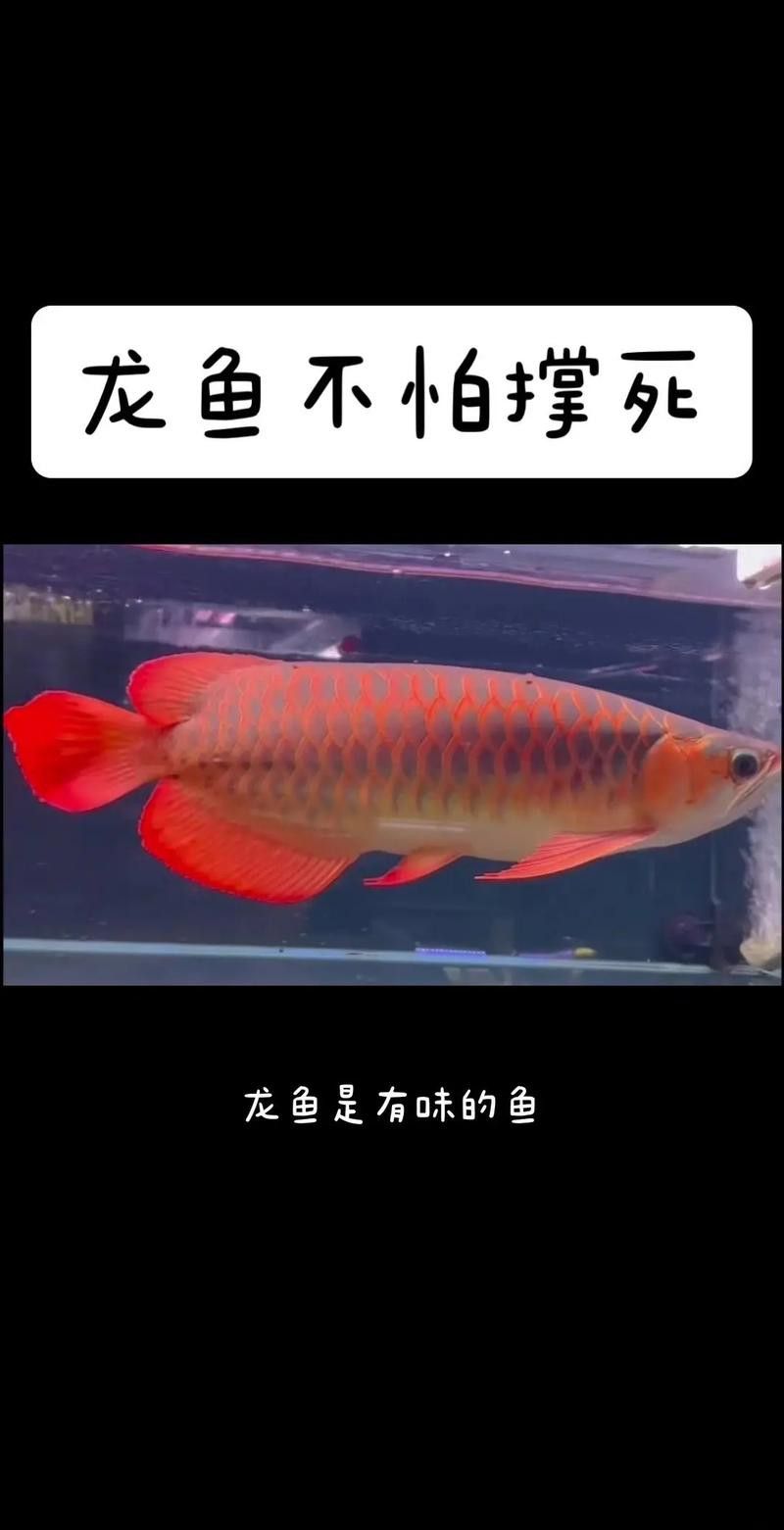大紅龍魚圖片高清壁紙可愛動漫 大紅龍魚圖片高清壁紙可愛動漫 龍魚百科 第43張