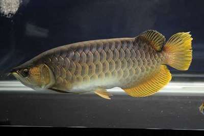 金龍魚35厘米表現怎么樣（35厘米的金龍魚在良好的水質和適當喂養條件下可以生長得快） 金龍魚35厘米表現怎么樣（35厘米的金龍魚在良好的水質和適當喂養條件下可以生長得快） 龍魚百科 第6張