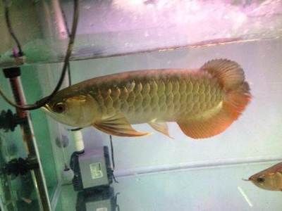 金龍魚35厘米表現怎么樣（35厘米的金龍魚在良好的水質和適當喂養條件下可以生長得快） 金龍魚35厘米表現怎么樣（35厘米的金龍魚在良好的水質和適當喂養條件下可以生長得快） 龍魚百科 第5張