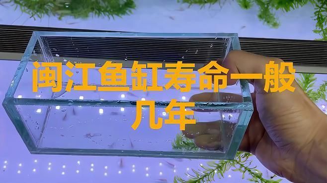 閩江魚缸優(yōu)缺點 龍魚百科 第1張 閩江魚缸優(yōu)缺點 閩江魚缸優(yōu)缺點 龍魚百科 第1張