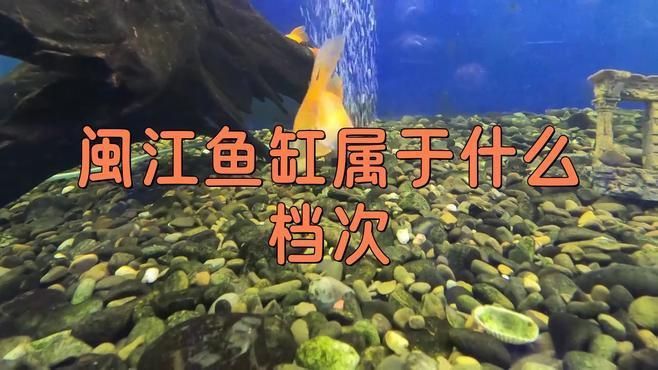 閩江魚缸優(yōu)缺點 龍魚百科 第7張 閩江魚缸優(yōu)缺點 閩江魚缸優(yōu)缺點 龍魚百科 第7張