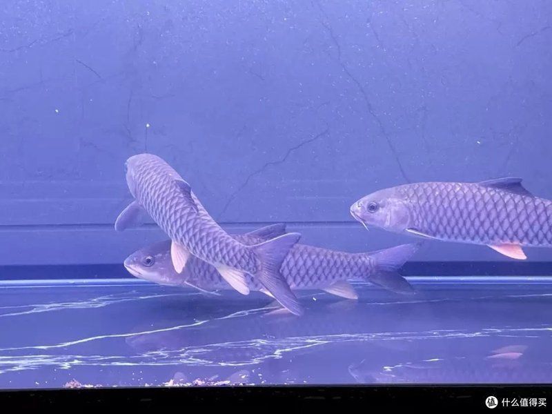 閩江魚缸優(yōu)缺點 龍魚百科 第6張 閩江魚缸優(yōu)缺點 閩江魚缸優(yōu)缺點 龍魚百科 第6張