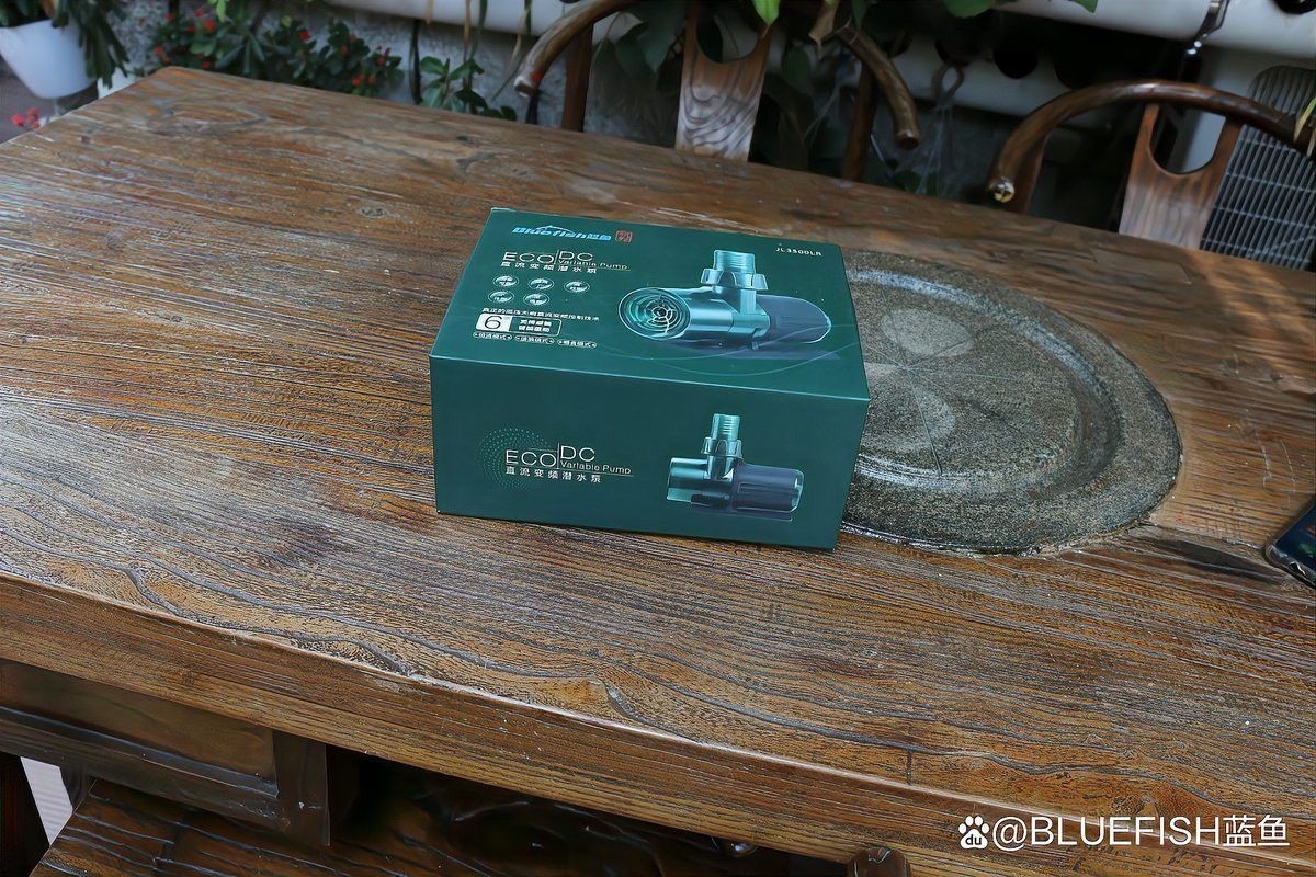 金龍魚用白背景好嗎