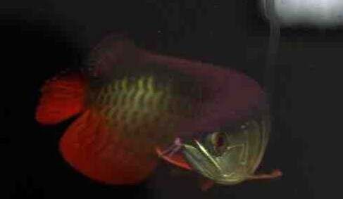 金龍魚用白背景好嗎