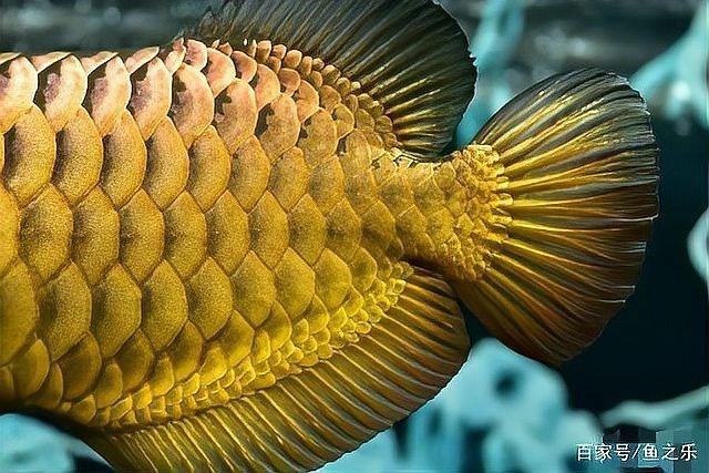 金龍魚(yú)多久能發(fā)色好啊 金龍魚(yú)多久能發(fā)色好啊 龍魚(yú)百科 第4張