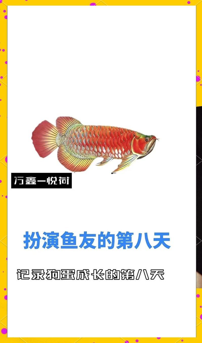金龍魚(yú)多久能發(fā)色好啊 金龍魚(yú)多久能發(fā)色好啊 龍魚(yú)百科 第11張