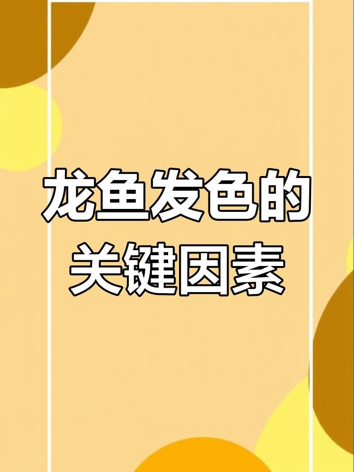 如何加速辣椒紅龍魚發色？