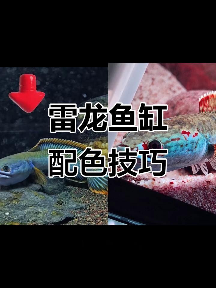 龍魚缸背景材質(zhì)哪種最好？