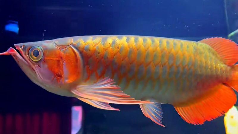 紅龍魚圖片大全大圖 壁紙高清豎屏 紅龍魚圖片大全大圖 壁紙高清豎屏 龍魚百科 第34張