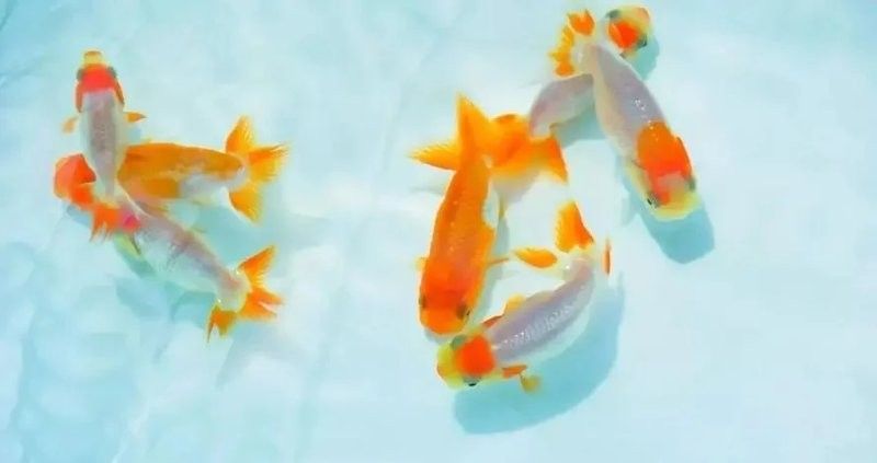 龍魚(yú)魚(yú)鰭充血自愈后會(huì)有后遺癥嗎？