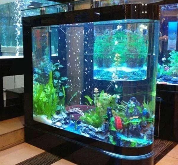 龍魚(yú)魚(yú)鰭充血自愈后會(huì)有后遺癥嗎？