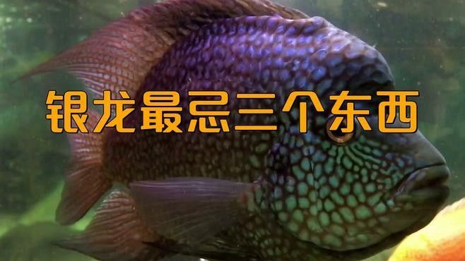 銀龍魚鸚鵡魚和什么魚混養比較好