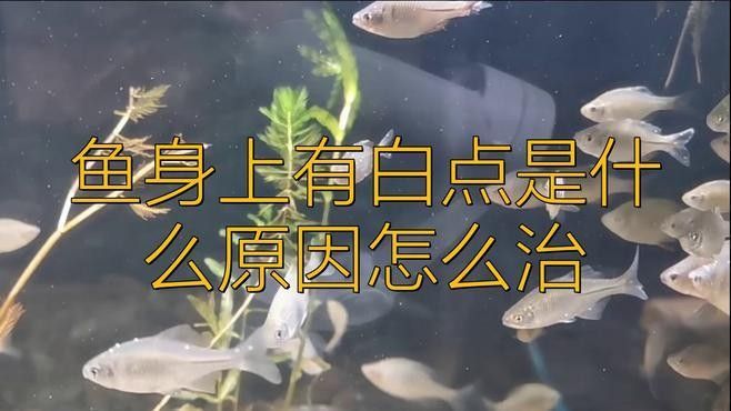 銀龍魚身上有白點是怎么回事圖片視頻講解一下