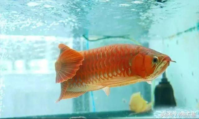 最稀有的雷龍魚：如何選擇最美的龍魚？