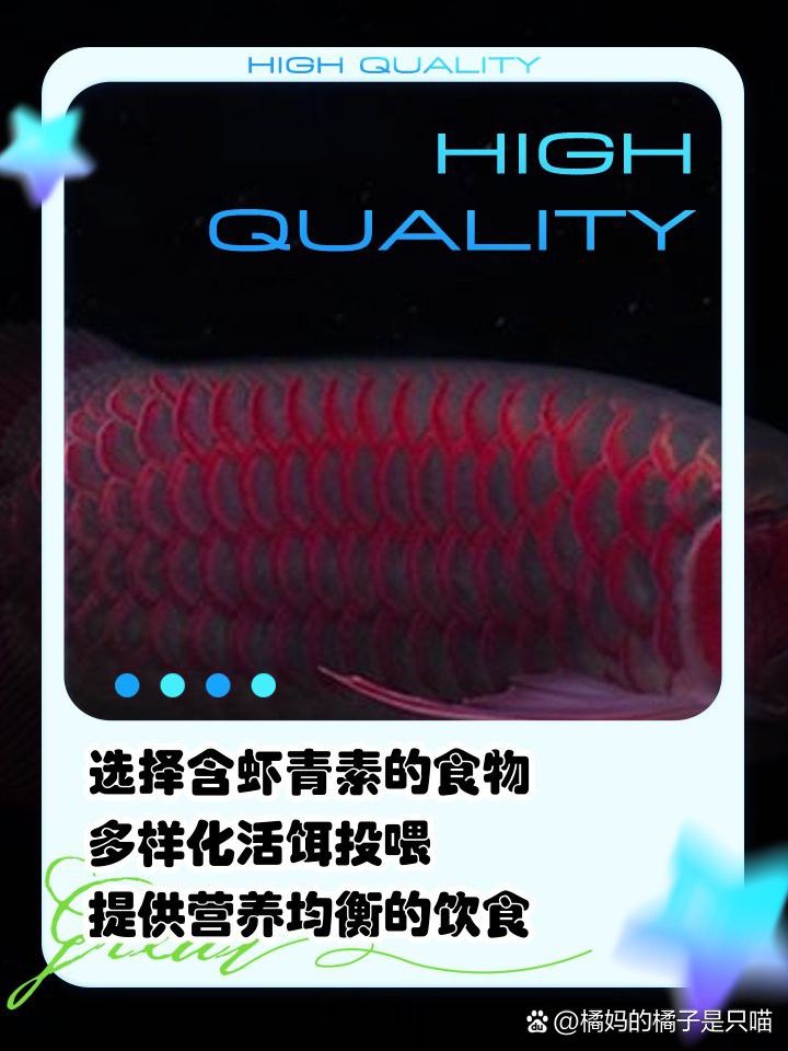 哪些食物對紅龍魚腮部發色最有利？