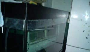 龍魚缸哪個品牌好：什么牌子的龍魚缸好？