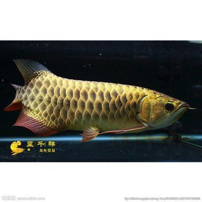 祥龍魚(yú)場(chǎng)有限公司怎么樣：祥龍魚(yú)場(chǎng)有限公司