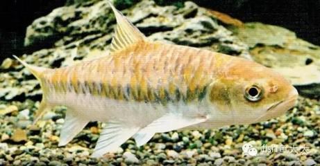 魟魚和龍魚混養：魟魚和龍魚混養是一種常見的常見的觀賞魚混養方式