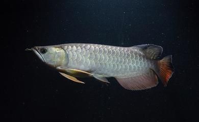 龍魚突然頭朝上尾朝下（龍魚出現頭朝上尾朝下的行為是怎么回事）