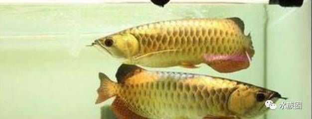 龍魚被咬傷了怎么辦：龍魚被咬傷后如何恢復時間恢復時間