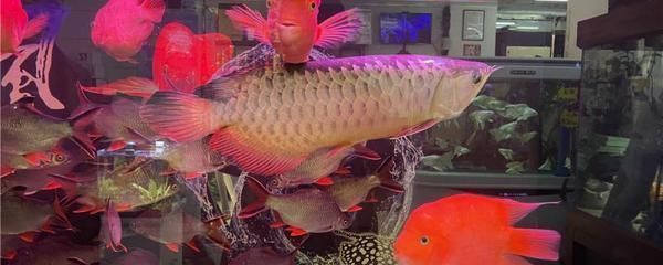 龍魚被咬傷了怎么辦：龍魚被咬傷后如何恢復時間恢復時間