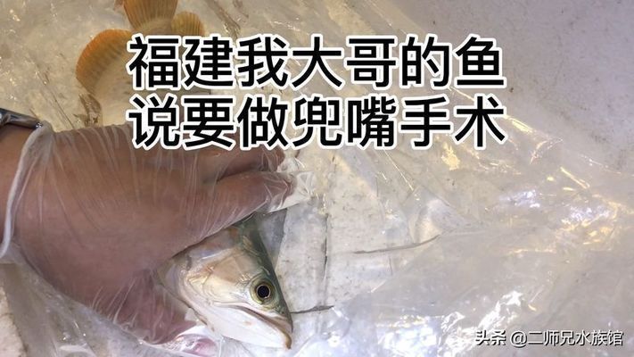 龍魚被咬傷了怎么辦：龍魚被咬傷后如何恢復時間恢復時間