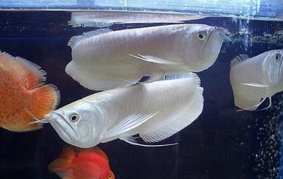 銀龍魚養(yǎng)黑了（銀龍魚養(yǎng)黑可能是由多種原因引起）