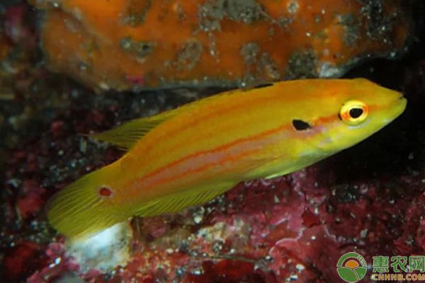 中國最貴的十大名魚