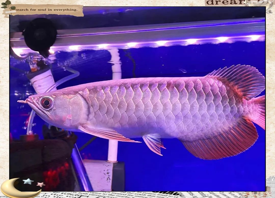 金龍魚是海魚還是淡水魚啊